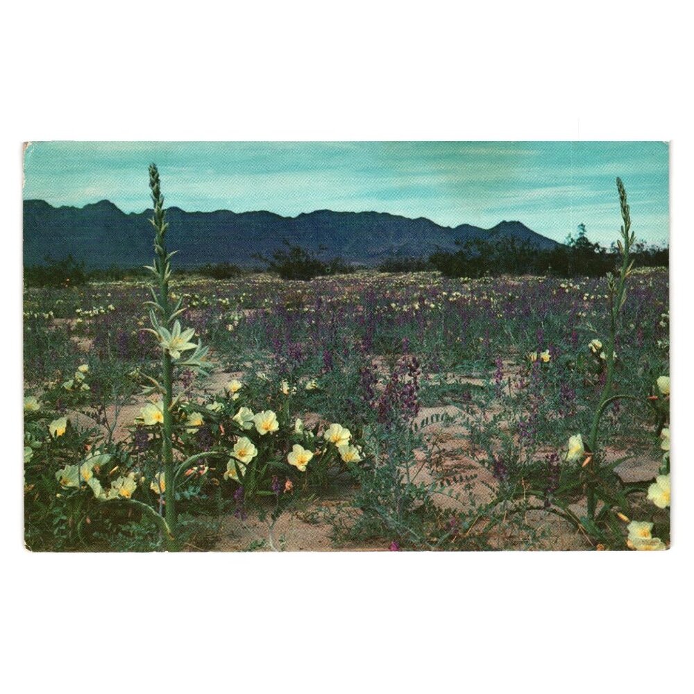 Vintage Desert In Bloom Postcard Columbia Lupine Desert Lilies Travel Roadside
